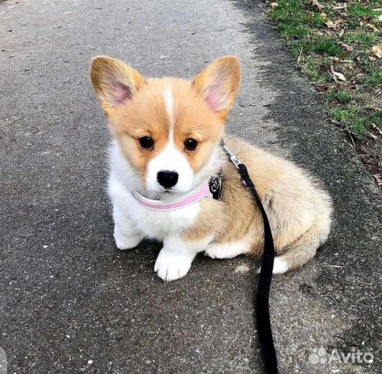 Корги с родословной