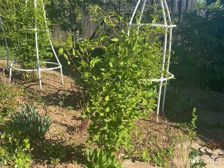 Клематис белый мелкоцветный