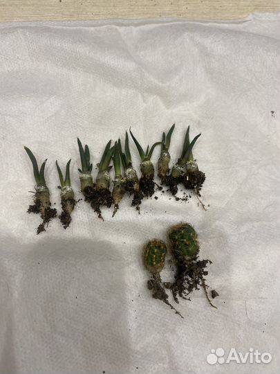 Кактус (Ариокарпус) Ariocarpus trigonus