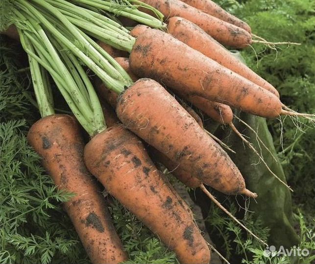 Морковь, картошка