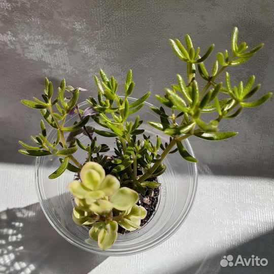 Суккуленты вариегатные