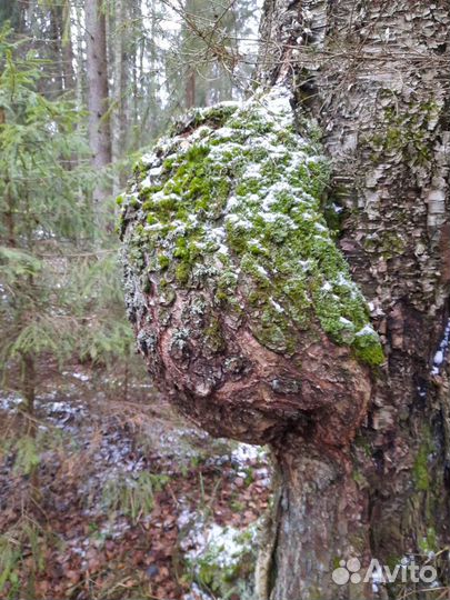Кап,сувель берёзовый,еловый