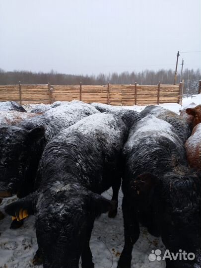 Бычки и быки на мясо