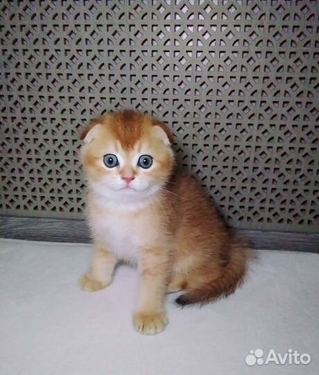 Золотая шиншилла с родословной