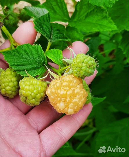 Саженцы малины Энросадира, Мапема, Соколица