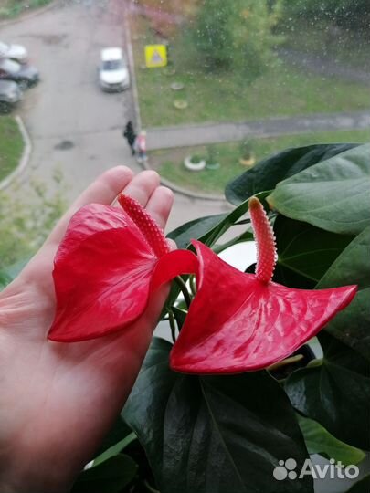 Антуриум бордовый