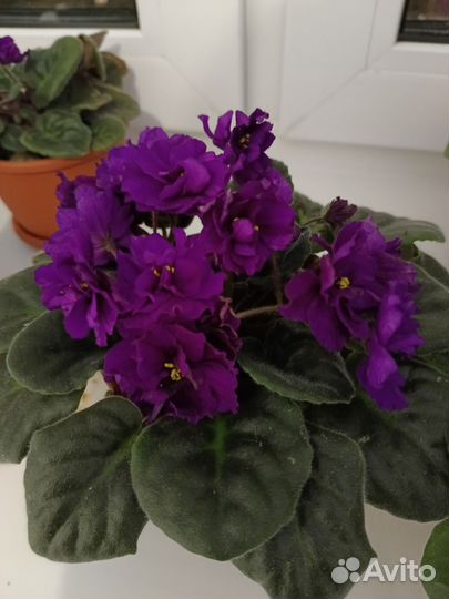Фиалка в горшках
