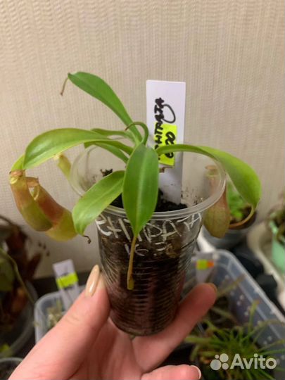 Непентес. Разные виды и размеры