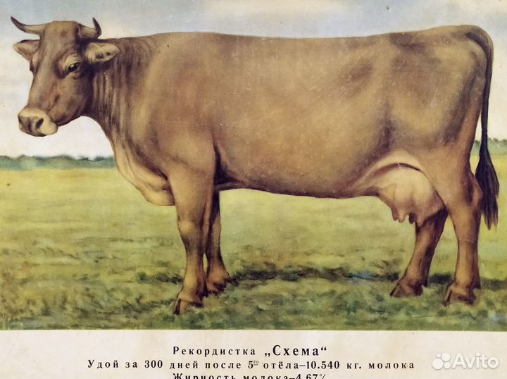 Плакат 1949г животноводство 83х59см картон СССР