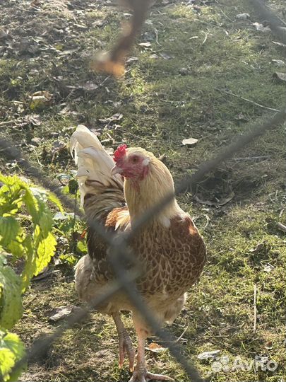 Молодые петухи