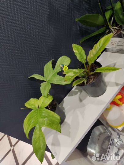 Филодендрон Florida ghost, Ring of fire