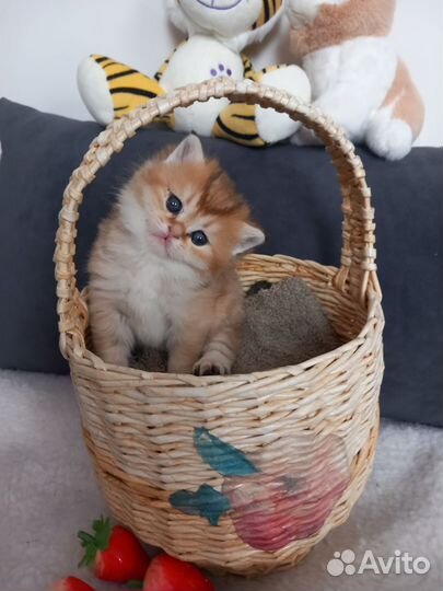 Шотландские котята