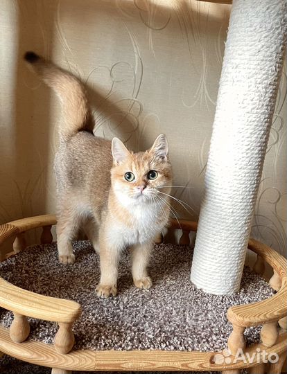 Золотой котик
