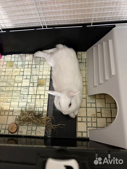 Бесплатно Декоративные кролики в добрые руки