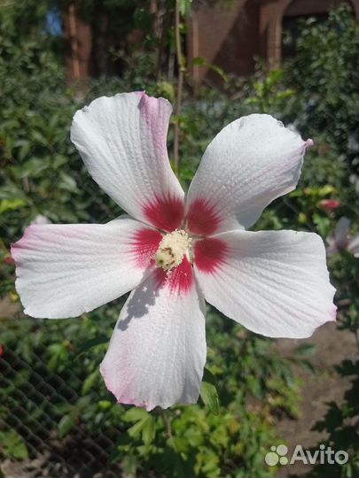 Гибискус садовый