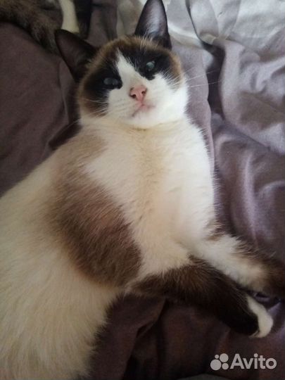 Отдам сиамских котят