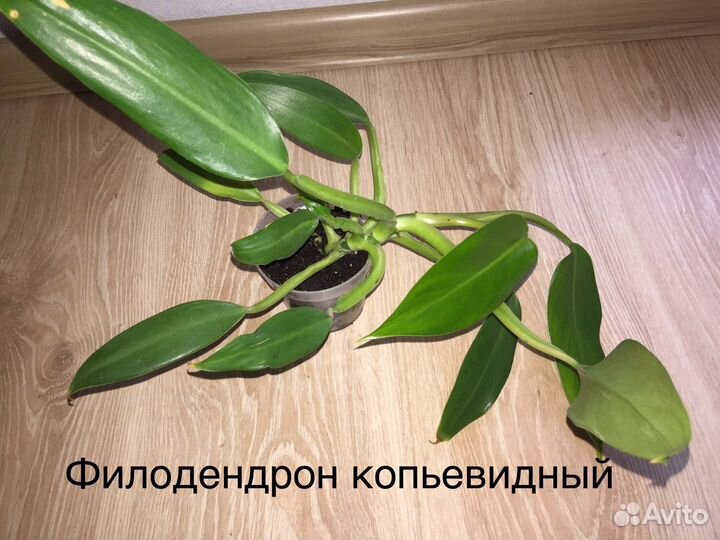 Филодендроны