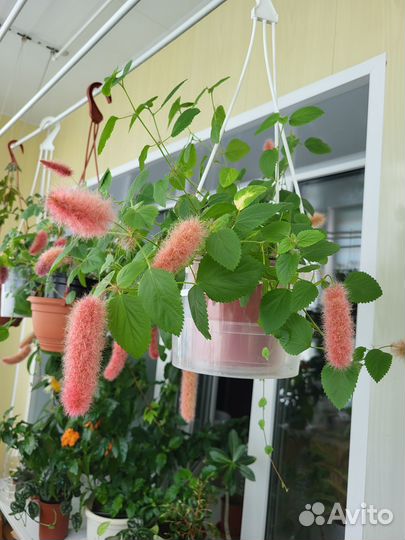 Акалифа (лисий хвост), аукуба