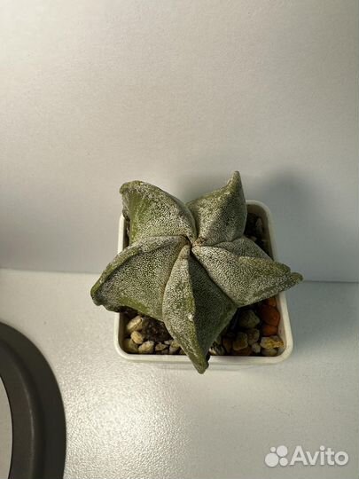 Кактусы