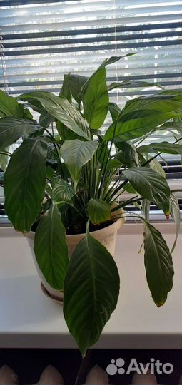 Спатифиллум даймонд