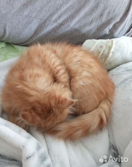 Вислоухая девочка