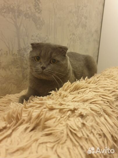 Кот с самые добрые руки