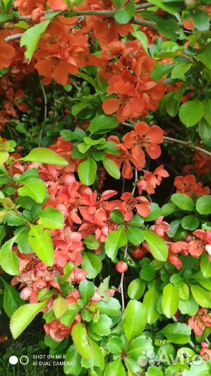 Айва японская