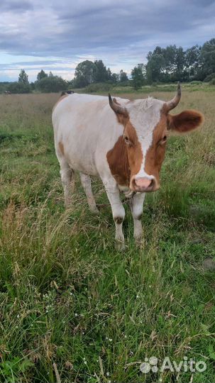 Тёлка/Корова