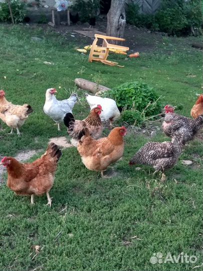 Куры несушки молодки
