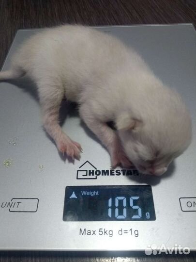 Котик оказался кошечкой