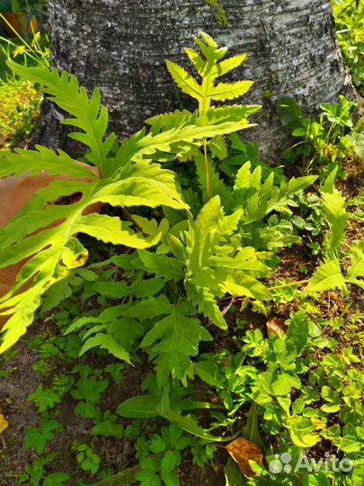 Многолетние цветы