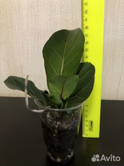 Фикус лирата бамбино