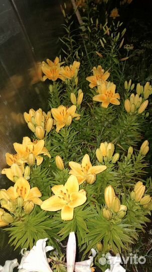 Лилия жёлтая