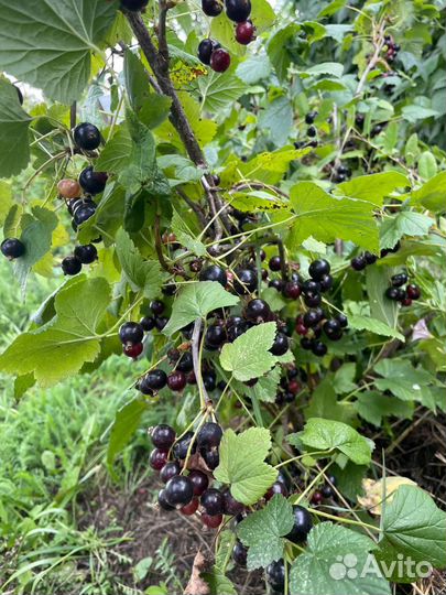 Саженцы черной смородины