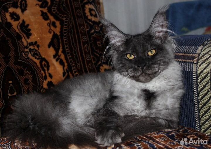 Кошечки супер мейн-куны