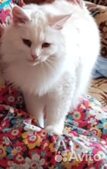 Кот остался без хозяйки