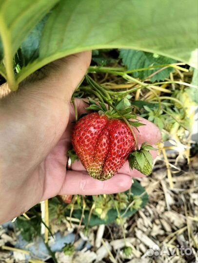 Клубники крупной ранней усы