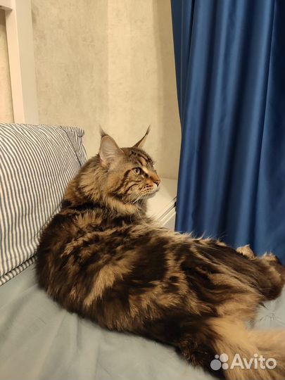 Кот мейн-кун вязка