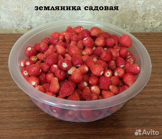 Саженцы земляники