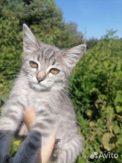 Серый котенок девочка