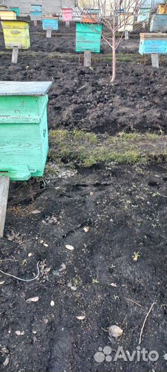 Пчелы с ульями