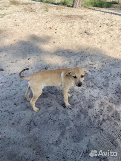 Щенок девочка в добрые руки