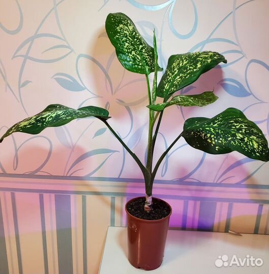 Диффенбахия