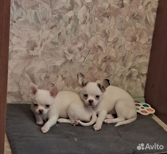 Чихуахуа мальчишка