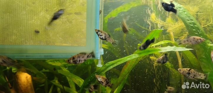 Моллинезия