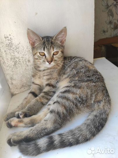 Котёнок девочка