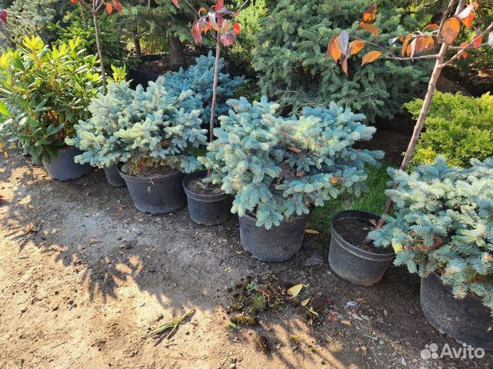 Ель глаука глобоза