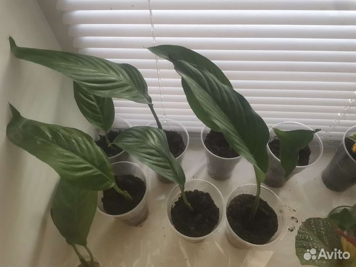 Спатифиллум