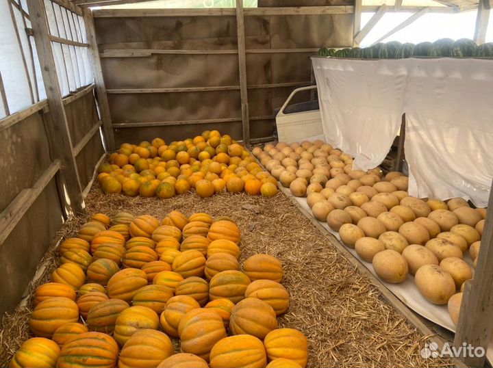 Арбуз оптом и дыня эфиопка, лада раймонд
