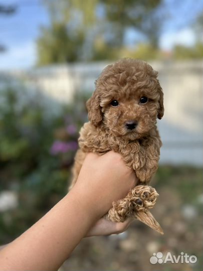 Той пудель мини